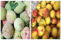 Phân biệt đào Sapa và đào Trung Quốc, tránh tiền mất tật mang