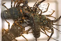 Mua tôm hùm, tá hỏa thấy miếng trắng dai như cao su