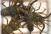 Mua tôm hùm, tá hỏa thấy miếng trắng dai như cao su