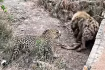 Video: Màn tranh giành con mồi cực gắt giữa báo hoa mai và linh cẩu