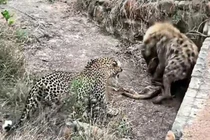 Video: Màn tranh giành con mồi cực gắt giữa báo hoa mai và linh cẩu