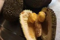 Lại 1 pha bổ mít trêu ngươi, chết ngượng vì giống y chang "của quý"