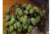 Nhìn ngắm những cây quả “mắn” nhất quả đất chỉ có ở Việt Nam