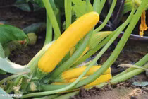 Kiếm nửa tỷ đồng mỗi năm nhờ trồng loại quả rẻ tiền này