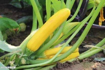 Kiếm nửa tỷ đồng mỗi năm nhờ trồng loại quả rẻ tiền này