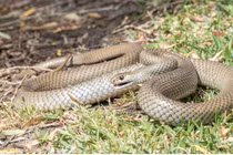 Đang giao phối bị làm phiền, rắn đực nổi điên cắn người loạn xạ