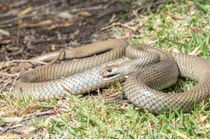 Đang giao phối bị làm phiền, rắn đực nổi điên cắn người loạn xạ