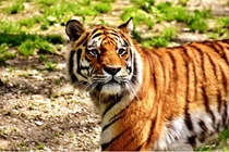 7 ngày tới đây, 3 con giáp trúng quả đậm, tiền vào như nước