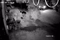 Video: Thanh niên đánh cả ô tô đi trộm 2 cây hồng trong đêm