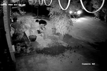 Video: Thanh niên đánh cả ô tô đi trộm 2 cây hồng trong đêm