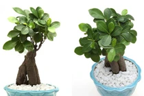 10 loại cây phong thủy mang đến tài lộc cho bạn