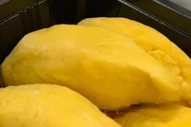 Loại sầu riêng ngon nhất thế giới được rao bán với giá rẻ chưa từng có