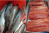 Cá hồi Sapa giá rẻ, ôm số lượng nhiều bán online kiếm cả triệu/ngày