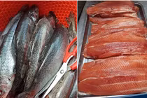 Cá hồi Sapa giá rẻ, ôm số lượng nhiều bán online kiếm cả triệu/ngày