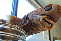 Bị cá mập siêu hiếm cắn, bé trai chịu vết thương kỳ lạ