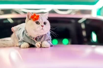 Chú mèo cưng giúp chủ kiếm hàng chục triệu mỗi tháng