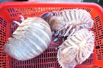 Việt Nam có loài hải sản xấu xí nhưng ngon hơn tôm hùm