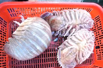 Việt Nam có loài hải sản xấu xí nhưng ngon hơn tôm hùm