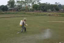 Cây bèo từng bay vào vũ trụ giờ thành dược liệu điều trị ung thư