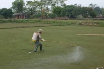 Cây bèo từng bay vào vũ trụ giờ thành dược liệu điều trị ung thư