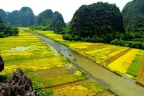 Ngỡ ngàng vẻ đẹp "thần tiên" của Tam Cốc mùa lúa chín