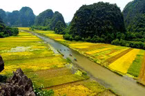 Ngỡ ngàng vẻ đẹp "thần tiên" của Tam Cốc mùa lúa chín