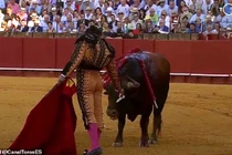 Video: Đấu sĩ lau mắt cho bò tót rồi ra đòn cuối