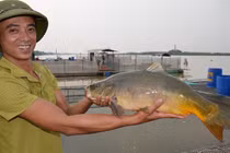 Ly kỳ nuôi "cá chép ma" không vảy trên sông, thịt giòn như tràng lợn