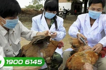 Video: Biểu hiện gia cầm mắc bệnh cúm và cách phòng tránh