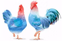 3 con giáp rất hợp tuổi kết hôn trong năm Nhâm Dần 2022