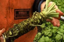 Thứ gây sốc tận óc phải nuông chiều mới mọc