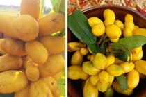 Việt Nam có loại quả dại không chỉ ăn ngon mà còn dùng làm thuốc