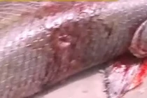 Tóm gọn "thủy quái" kỳ dị cắn chảy máu bé gái 