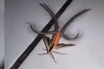 Chi tiết loài quái vật lông lá xuất hiện ở Indonesia gây chấn động