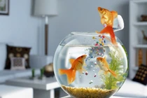 Chú ý phong thủy đặt bể cá trong nhà chung cư