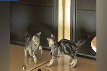 Video: Mèo trước gương hành động khiến chủ không nhịn được cười