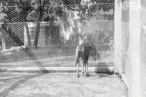 Video: Hé lộ loài hổ tuyệt chủng cách đây 80 năm