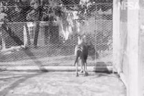 Video: Hé lộ loài hổ tuyệt chủng cách đây 80 năm