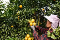 Đã sẵn 400 ngàn tấn cam bưởi, lợn gà...Tết ấm đang về