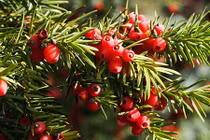 Loài cây này có thể lấy mạng người trong nháy mắt