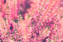 4 con giáp luôn tỏa sáng, năng lực làm giàu cực đỉnh