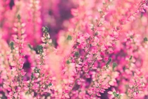 4 con giáp luôn tỏa sáng, năng lực làm giàu cực đỉnh