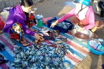 Hải sản tươi roi rói tại chợ cá sáng sớm trên đảo Lý Sơn