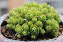 Độc lạ sen đá hoa hồng xanh - "thú chơi" mới của người Việt