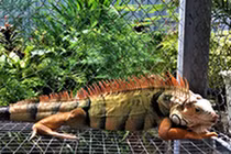 Video: Bộ sưu tập rồng Nam Mỹ cực "dị" của chàng trai miền Tây