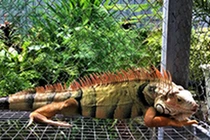 Video: Bộ sưu tập rồng Nam Mỹ cực "dị" của chàng trai miền Tây