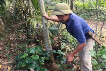 Trồng "cột chống trời" thành triệu phú, bán "vàng đen" mua két cất tiền