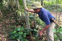 Trồng "cột chống trời" thành triệu phú, bán "vàng đen" mua két cất tiền