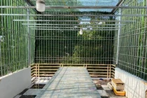 Cơn sốt lan phi điệp đột biến: Trái đắng đầu tiên