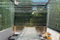 Cơn sốt lan phi điệp đột biến: Trái đắng đầu tiên